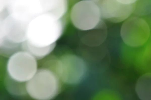 나뭇잎 위에 빛나는 빛 — 스톡 사진