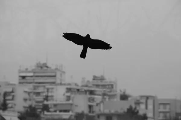 黒い鳥不機嫌そうな都市上空を飛ぶ — ストック写真