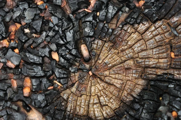 Tronco de árbol carbonizado — Foto de Stock