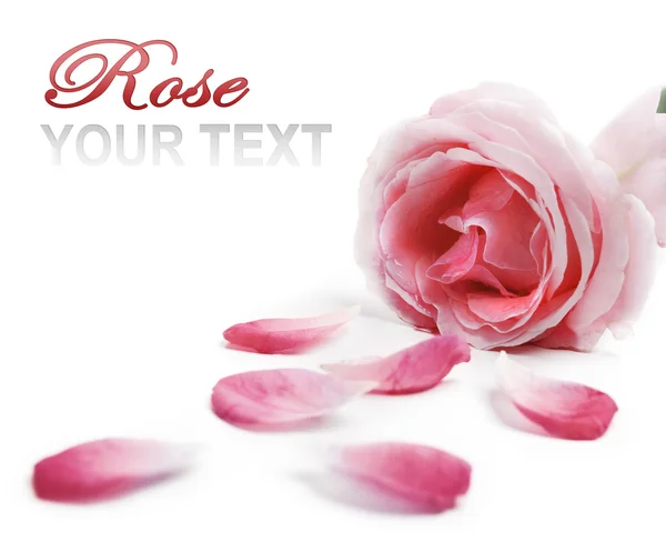Płatki róży — Zdjęcie stockowe