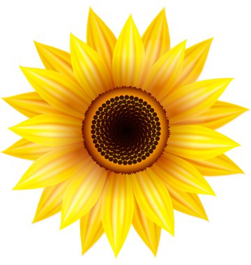 Sunflower clipart