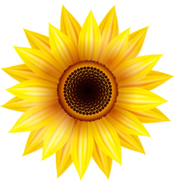 Sunflower — Stock Vector © Indigofish #10945996