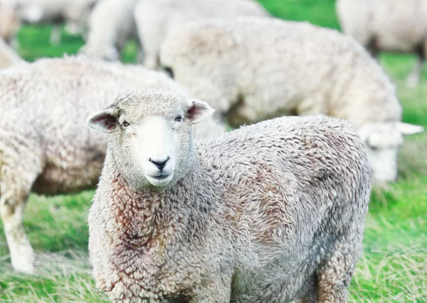 Вівці — стокове фото
