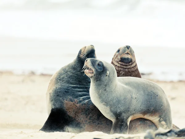 바다 사자 — 스톡 사진