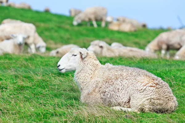 Koyunları — Stok fotoğraf