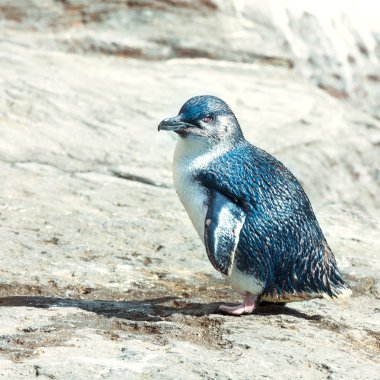 Blue penguin clipart