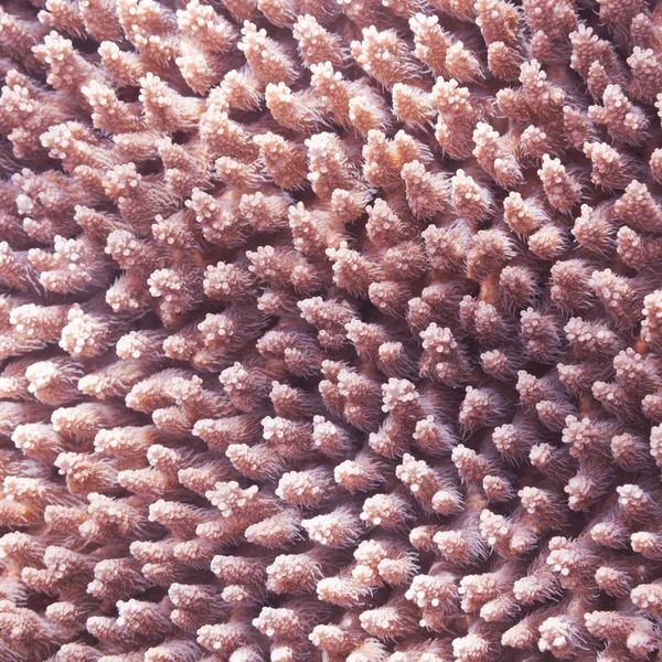Coral texture — Stock Photo, Image