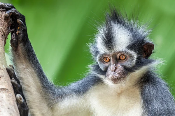 Macaco-folha-de-Thomas — Fotografia de Stock