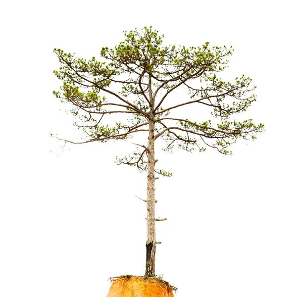 Fenyőfa — Stock Fotó