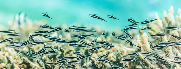Panorama subacqueo — Foto Stock