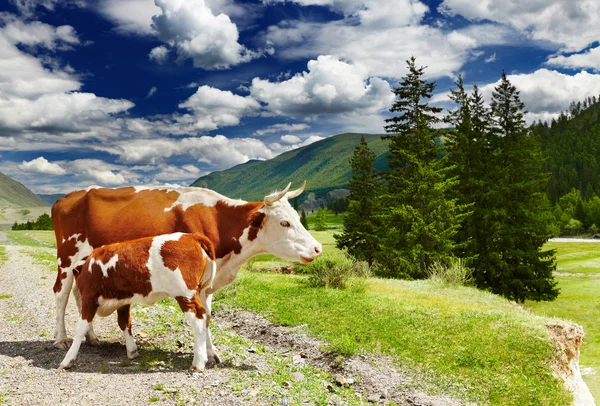 Vacca e vitello — Foto Stock