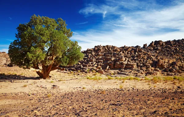撒哈拉柏树，塔西里岩画阿尔及利亚 — 图库照片