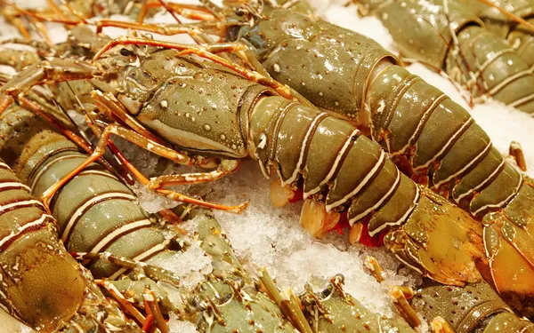Fresh lobsters — Stock Photo, Image