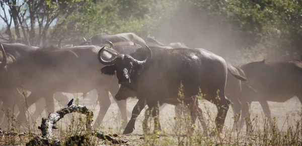 Manada de búfalos na savana africana — Fotografia de Stock