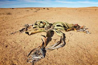 Desert plant Welwitschia Mirabilis clipart