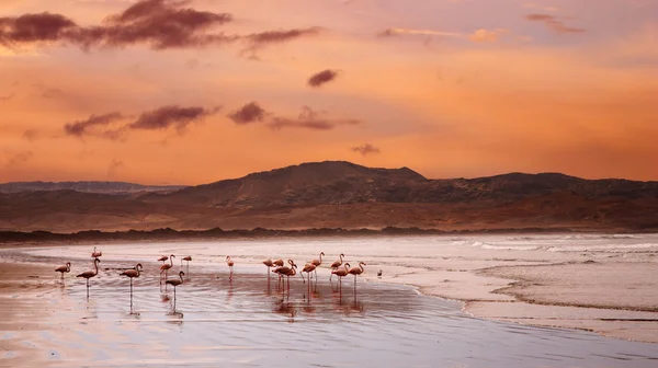 Plameňáků na pláži — Stock fotografie