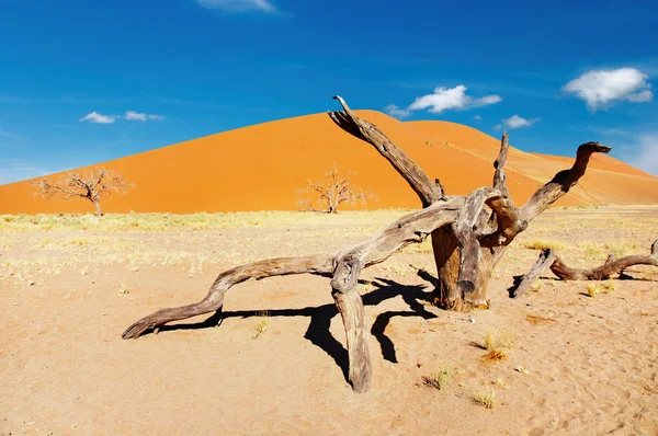 Namibská poušť — Stock fotografie