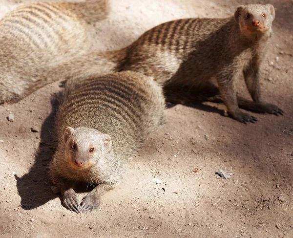 Banded mongooses — Stock Photo, Image