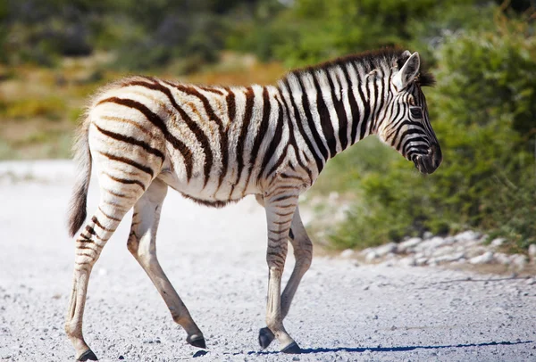 Zebra bebek — Stok fotoğraf