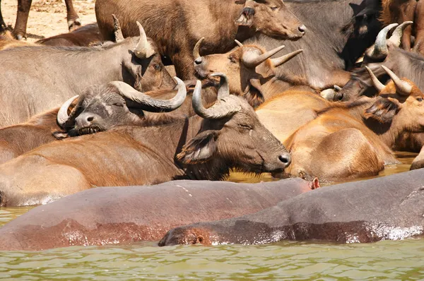 Búfalos e hipopótamos — Foto de Stock