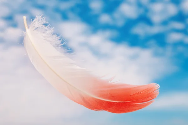 Flamingo feather — Stock Photo, Image
