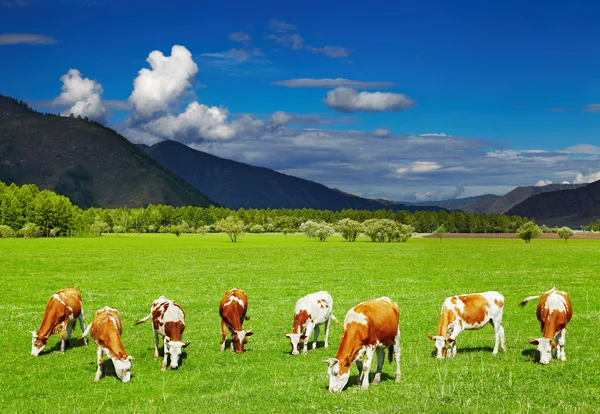 Wypas krów — Zdjęcie stockowe