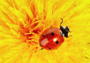 Yellow flower with ladybug clipart