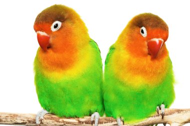 Pair of little lovebirds clipart