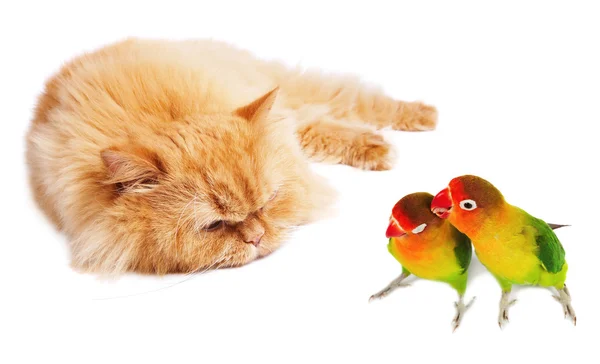 Ленивая кошка и две влюблённые птицы — стоковое фото
