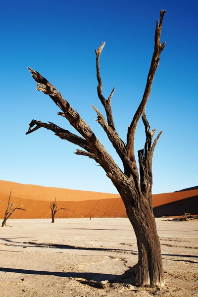 Namiböknen, namibia — Stockfoto