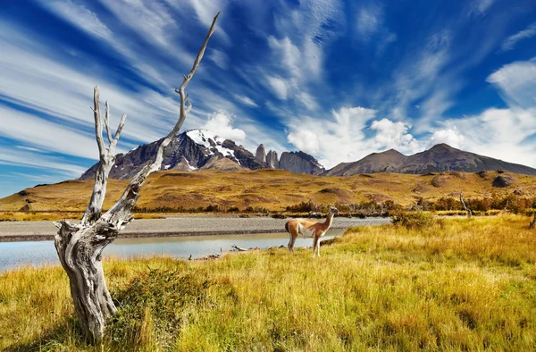Torres del Paine, Cile — Foto Stock
