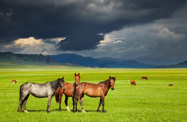 stock image Grazing horses