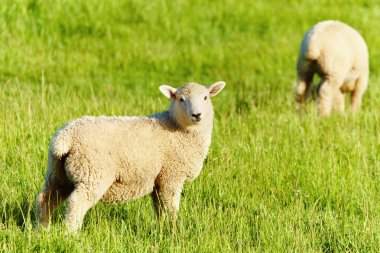 Grazing lambs clipart