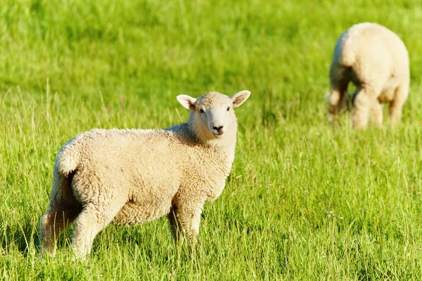 Grazing lambs — Stock Photo, Image
