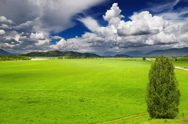 Зеленому полі — стокове фото