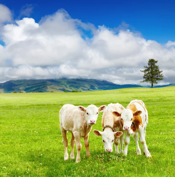 Three calves — Stock Photo, Image