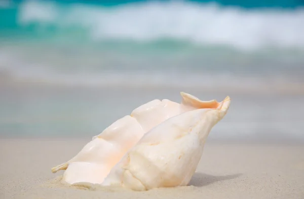 stock image Shell on the beach.