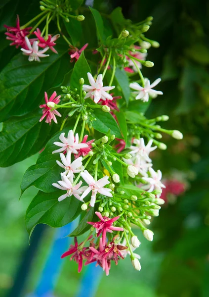 stock image Tropical flower.