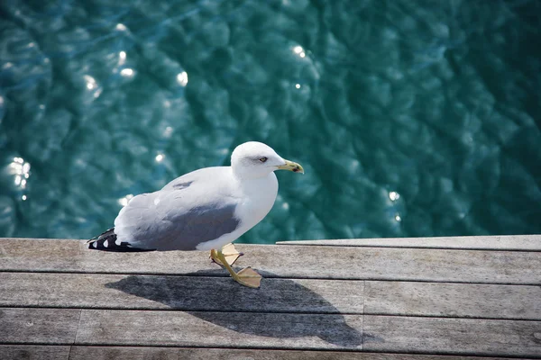 stock image Wild gull