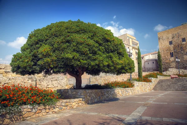 stock image Huge tree