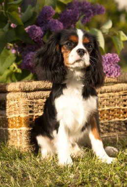 Dog Cavalier king charles spaniel clipart