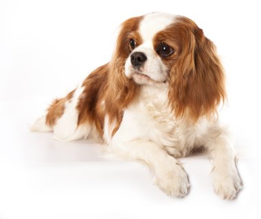 Cavalier King Charles Spaniel clipart