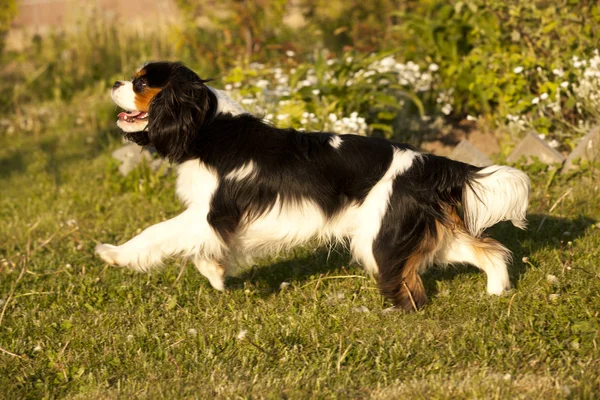 Cavalier King Charles spaniel running through a meadow — Stock Photo, Image