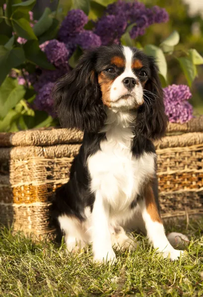 Pies cavalier king charles spaniel — Zdjęcie stockowe