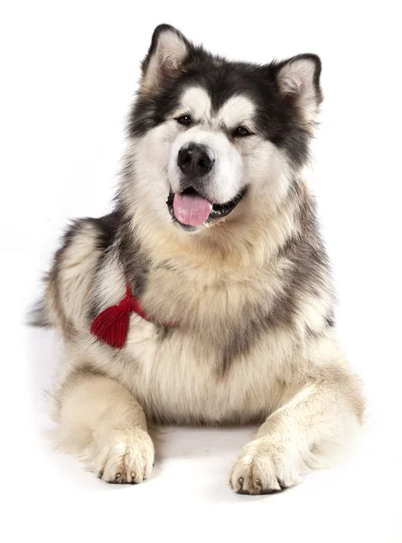 阿拉斯加雪橇犬 — 图库照片