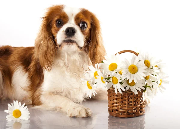 Cavalier king charles spaniel and flowers chamomile — Stock Photo, Image