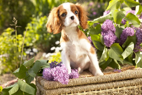 Kawaler Król Karol Spaniel — Zdjęcie stockowe