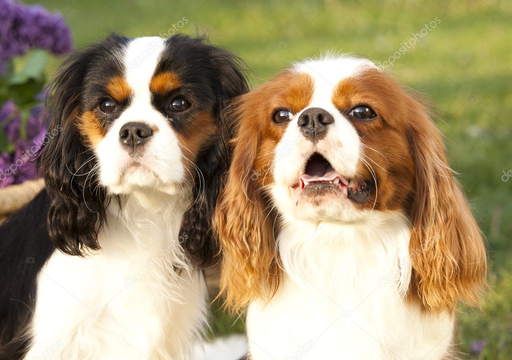 Cavalier King Charles Spaniel - JungleKey.fr Image #150