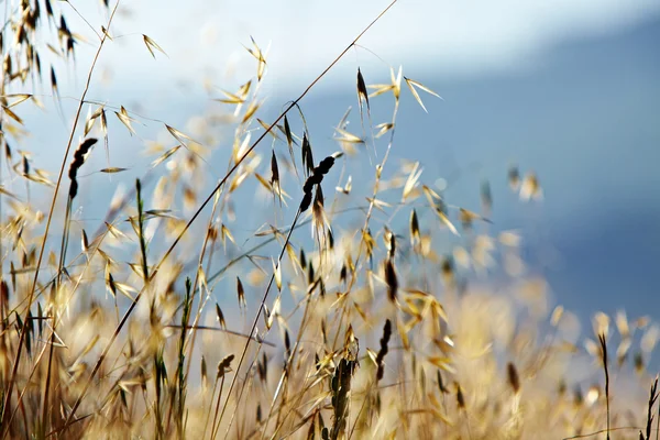 Wiejski krajobraz z pola pszenicy — Zdjęcie stockowe