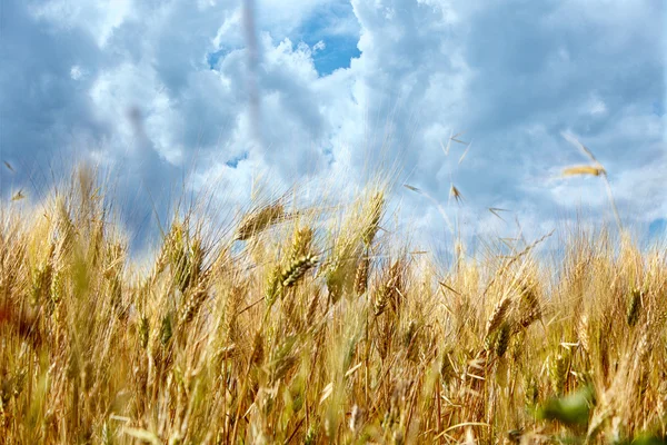 Rurale landschap met tarweveld — Stockfoto